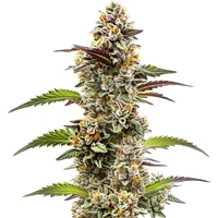 Jungle Breath - Seeds Pack: 6-samen