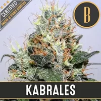 Kabrales - Seeds Pack: 9-samen