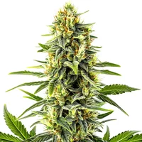 Kali Mist - Seeds Pack: 6-samen
