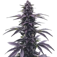 Key Lime Jack - Seeds Pack: 25-seeds