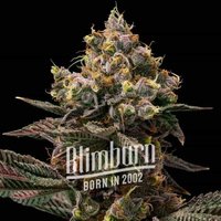 Koji - Seeds Pack: 12-samen