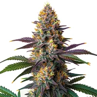 Kush Mints Schnellversion - Seeds Pack: 6-samen