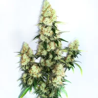 Kush XL Auto - Seeds Pack: 6-samen