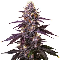 Kushberry - Seeds Pack: 6-samen