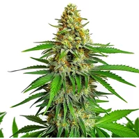 Kyle's Cherry AK - Seeds Pack: 1-samen