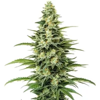 Kyle's Skywalker OG - Seeds Pack: 12-samen