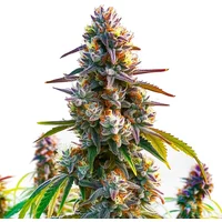 LA Confidential - Seeds Pack: 6-samen