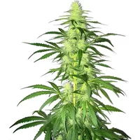 Lambs Bread - Seeds Pack: 6-samen