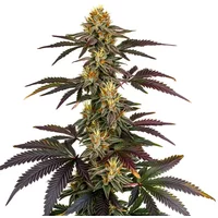 Lava Cake - Seeds Pack: 6-samen