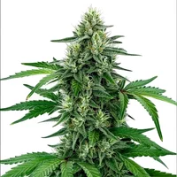 Legend OG - Seeds Pack: 6-samen