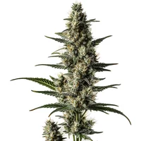 Lemon Auto - Seeds Pack: 1-samen