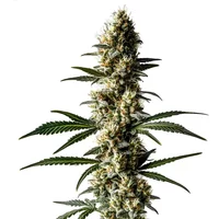Lemon Diesel - Seeds Pack: 25-samen