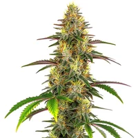 Lemon Garlic OG - Seeds Pack: 1-samen