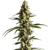 Lemon Haze Auto F1 - Seeds Pack: 3-samen