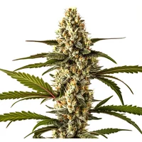 Lemon Haze Auto - Seeds Pack: 1-samen