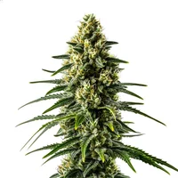 Lemon Haze Schnellversion - Seeds Pack: 1-samen