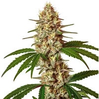 Lemon Jack Auto - Seeds Pack: 1-samen