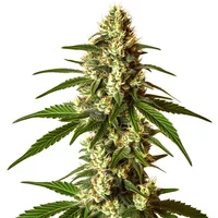 Lemon Kush - Seeds Pack: 1-samen