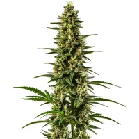 Lemon OG - Seeds Pack: 1-samen