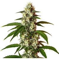 Lemon OG Schnellversion - Seeds Pack: 1-samen