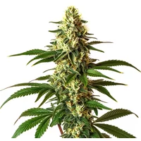 Lemon Pie Regulär - Seeds Pack: 1-samen