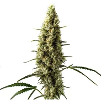 Lemon Skunk Auto - Seeds Pack: 1-samen