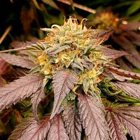 Lemon Star - Seeds Pack: 1-samen