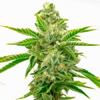 Lemon Tree x Channel Kush - Seeds Pack: 1-samen