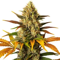 Lemon Tree x Zkittlez - Seeds Pack: 1-samen