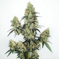 Lemon Zkittlez Auto - Seeds Pack: 1-samen