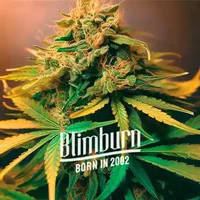 Lemonaid OG - Seeds Pack: 1-samen