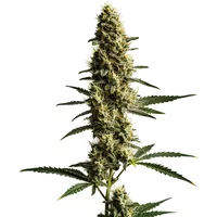 Love Potion Auto - Seeds Pack: 1-samen