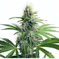 Lowryder Auto - Seeds Pack: 1-samen