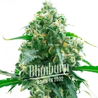 M8 - Seeds Pack: 1-samen