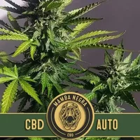 Mamba Negra CBD Auto - Seeds Pack: 1-samen