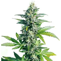 MK Ultra - Seeds Pack: 3-samen