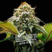 Mac Rillaz F1 - Seeds Pack: 6-samen