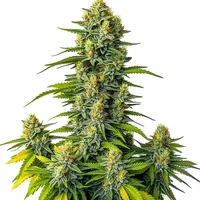 Mamba Negra Auto - Seeds Pack: 9-samen