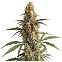 Mamba Negra - Seeds Pack: 9-samen