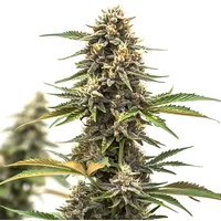 Mandarine Auto - Seeds Pack: 1-samen
