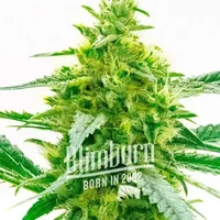 Maple Leaf - Seeds Pack: 1-samen