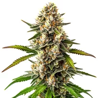 Maracuya Regulär - Seeds Pack: 1-samen