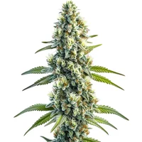 Master Kush Regulär - Seeds Pack: 1-samen