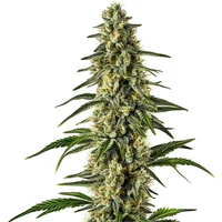 Matanuska Tundra Schnellversion - Seeds Pack: 25-samen
