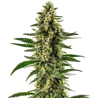Matanuska Tundra - Seeds Pack: 3-samen