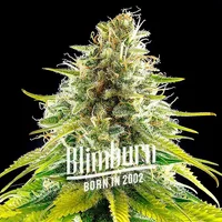 Mataro Blue - Seeds Pack: 3-samen