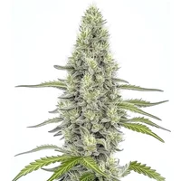 Mazar - Seeds Pack: 3-samen
