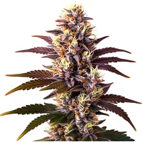 Mazar x Blueberry - Seeds Pack: 3-samen
