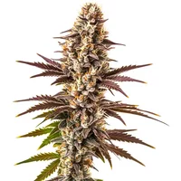 Melonade - Seeds Pack: 1-samen