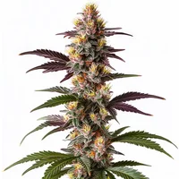 Mendocino Purple Kush Schnellversion - Seeds Pack: 1-samen